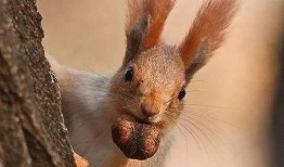 天涯最新爆料松鼠教育,揭秘教育行业背后的秘密